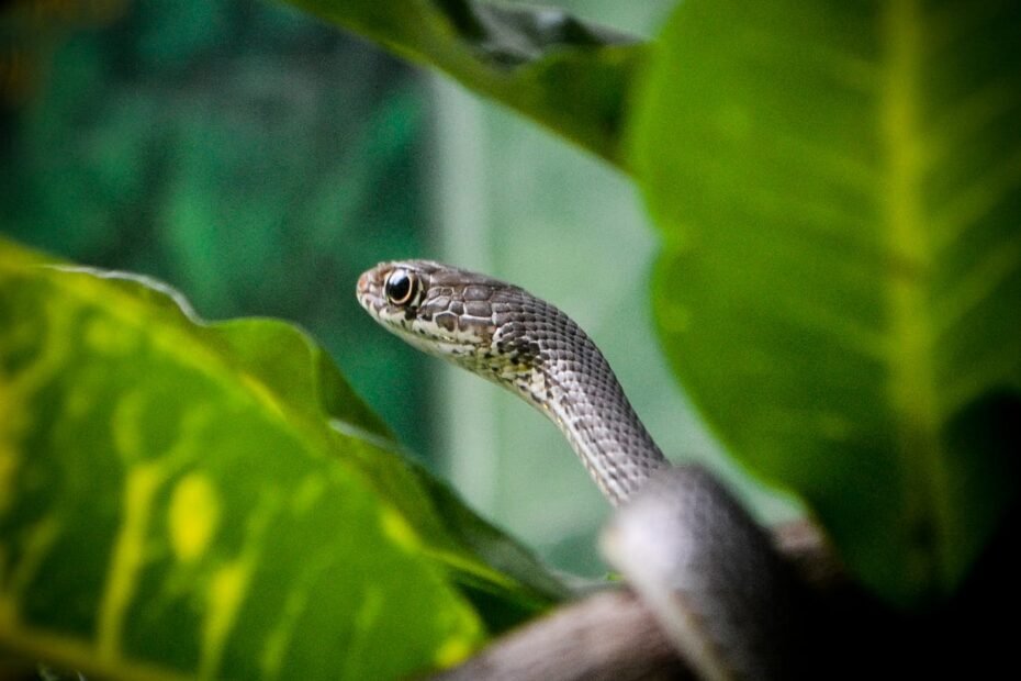 garden animal leaf lizard